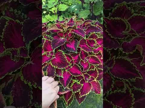 Видео: Продолжаю обзор Колеуса на клумбе 🌞