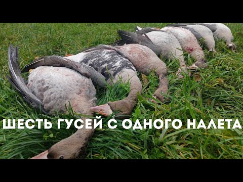 Видео: СУПЕР НАЛЕТ - ВЫБИЛ 6 ГУСЕЙ С ОДНОГО НАЛЕТА!!! Осенняя охота на гуся 2025!.