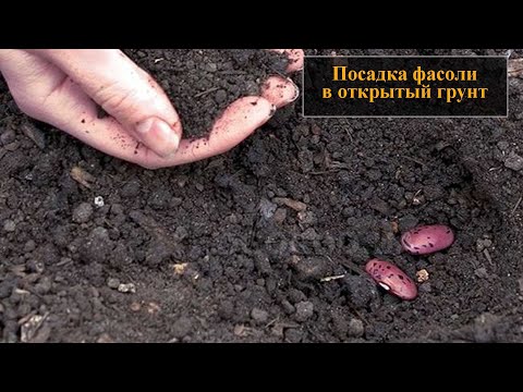 Видео: Посадка фасоли в открытый грунт семенами