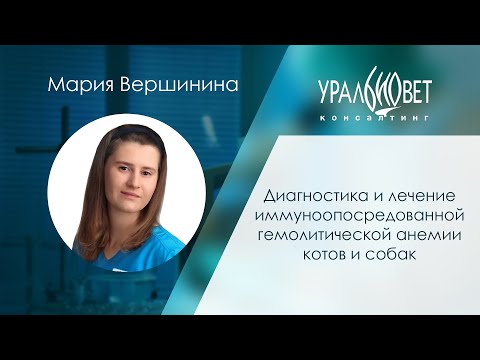 Видео: Диагностика и лечение иммуноопосредованной гемолитической анемии котов и собак. Мария Вершинина