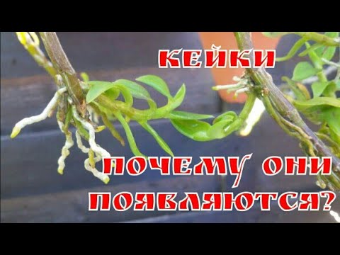 Видео: ОРХИДЕЯ ДЕНДРОБИУМ РАЗМНОЖЕНИЕ