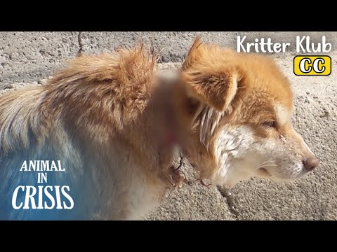 Видео: Собачья шея задушена охотничьим... л Животное в кризисе Ep 370