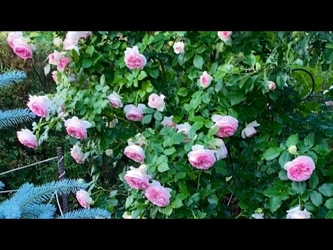 Видео: Розы.  Лучшая роза в мире - Пьер де Ронсар. Обработка роз от трипса. 🌹🌹🌹