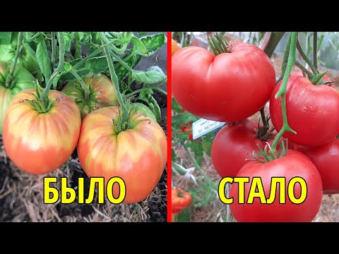 Видео: ПОЛИВАЮ этим ТОМАТЫ и они КРУПНЫЕ ВКУСНЫЕ, без вершинной гнили и желтых пятен