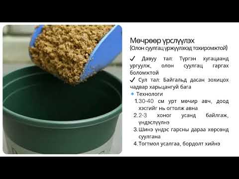 Видео: Хайлаас мод үржүүлэх аргачлал GreenMongolia