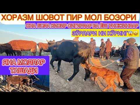 Видео: ХОРАЗМ ШОВОТ | ПИР МОЛ БОЗОРИ ОНА БОЛА КИСИР | СИГИРЛАР ВА ЁШ УНОЖИНЛАР НАРХЛАРИ 16-октября 2024 г..