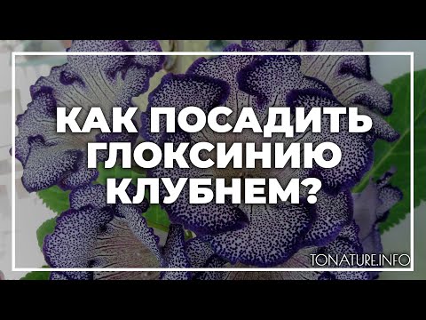 Видео: Как посадить глоксинию клубнем? | toNature.Info