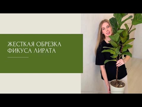 Видео: Обрезка и формирование Фикуса Лирата Бамбино