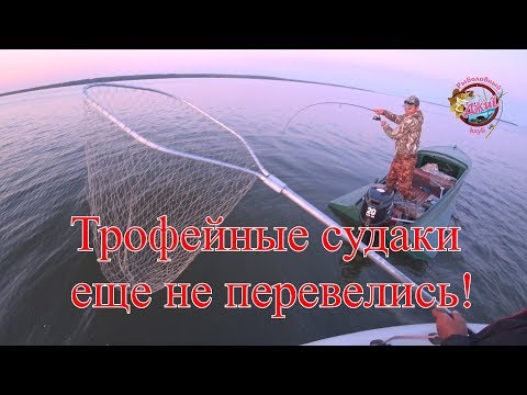 Видео: Трофейные судаки еще не перевелись Днепродзержинское водохранилище осень 2019!