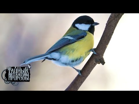Видео: Жизнь в снегу. Тайные механизмы природы