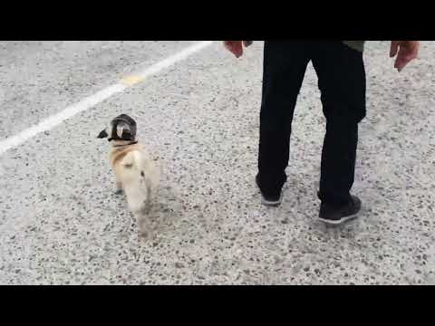 Видео: Мопс Блэкберри прайд ричард. испытания по УГС, Томск, 21 мая 2022 года