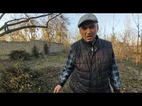 Видео: Аватар ва бошка узум кучат ва каламчалари,павлония сотувда.тел 934206061