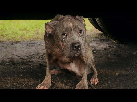 Видео: Покинутая и напуганная, она умоляла сквозь бурю — один легкий стук изменил ее жизнь навсегда!
