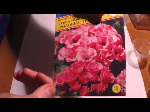 Видео: Сеем примулу на стратификацию.