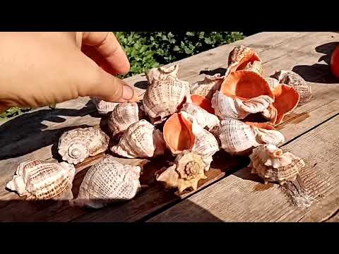 Видео: Как отчистить ракушку (рапан) при этом её не испортить