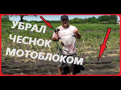 Видео: Копаю ЧЕСНОК МОТОБЛОКОМ, Убрать чеснок теперь легко