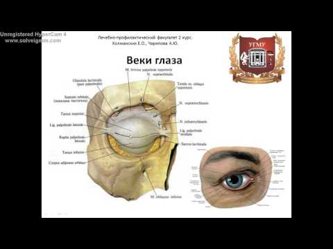 Видео: Орган зрения