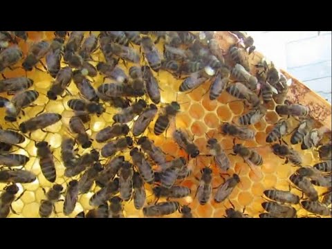 Видео: пчеловодство на ячейке 4,9 мм - часть 61, ставлю рамку с полоской вощины для отстройку 1.05.2024