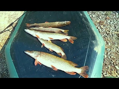 Видео: Щука на Северском Донце. Стародубовка. 21.07.2023 #рыбалка