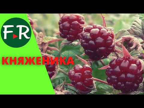 Видео: Уникальная ягода княженика! Княженика это не костяника, а арктическая малина. Рассада княженики