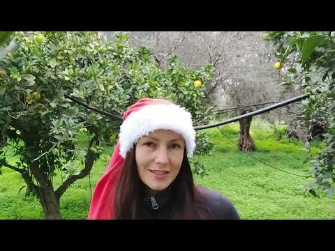 Видео: 56.  Апельсиновый хутор под Новый год!