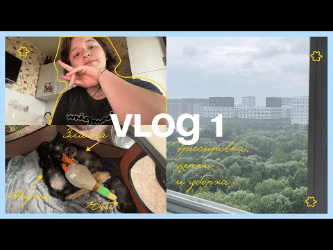 Видео: VLOG #1 | Дрессировка, щенки и уборка