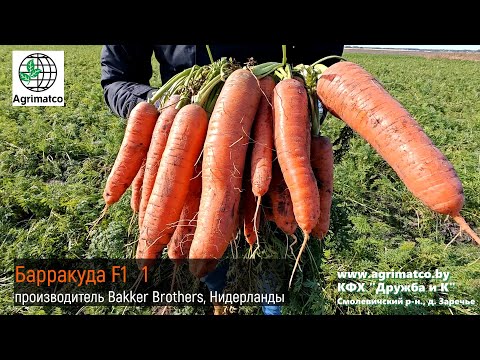 Видео: КУПИТЬ СЕМЕНА МОРКОВИ СТОЛОВОЙ | АГРИМАТКО | КФХ «ДРУЖБА И К» | Bakker Brothers, Нидерланды