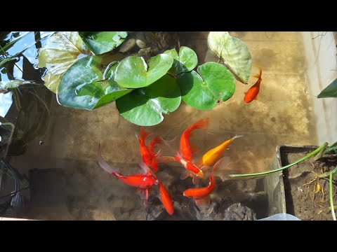 Видео: Устройство мини-прудика для веранды и не только(внеплановое 😁)