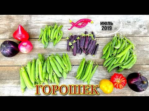 Видео: Обзор сортов зелёного горошка/ Вкусные сорта/ 5 сортов для Московской области/