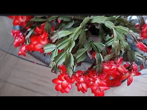 Видео: Что на завтрак? Овсяная каша с брусники. Мои декабристы  велеколепны.