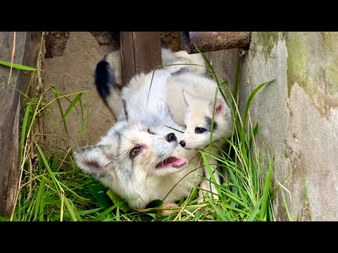 Видео: После 10-дневной разлуки смогут ли лисица и её детёныш узнать друг друга?🦊🥰😘👍💪