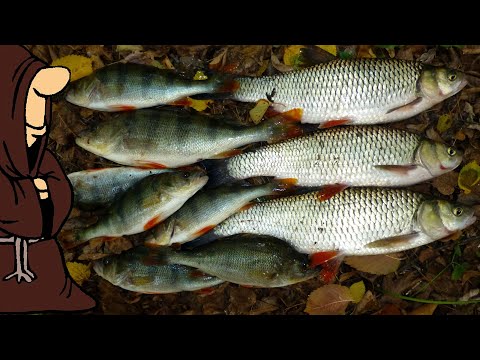 Видео: За полчаса откупились по рыбе! Крупный Окунь, Голавли на донки, рыбалка на реке Сок в Сентябре