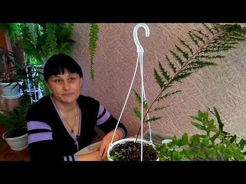 Видео: АНАПА Новые адаптированные папоротники  //  Что выросло из спор?