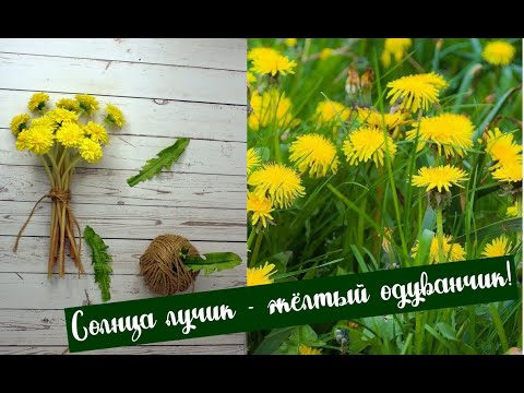 Видео: Одуванчики | Полимерная глина | Мастер класс.