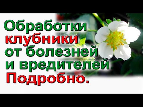 Видео: Обязательно обработайте клубнику до цветения от болезней и вредителей.