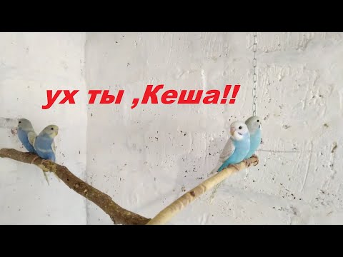 Видео: Это важно знать перед тем как заводить волнистого попугая у себя дома!