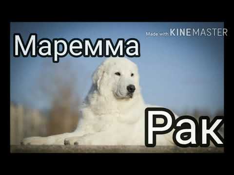 Видео: Кто ты по знаку зодиака из Породистых Собак?