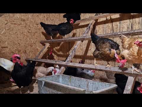 Видео: Йод для кур!