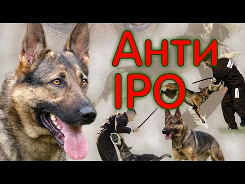 Видео: Собака для охраны,  старый метод, анти-IPO