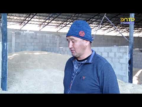 Видео: Кошой айылы