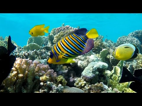 Видео: Подводный мир Макади, Красное море, Египет. Underwater World of Makadi, Egipt 2015. (4K)