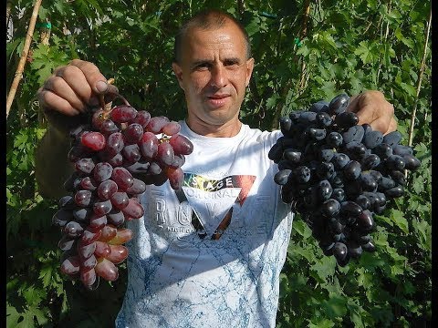 Видео: Виноград Эталон и Байконур. Сезон 2017. (Grapes Etalon and Baikonur. Season 2017)