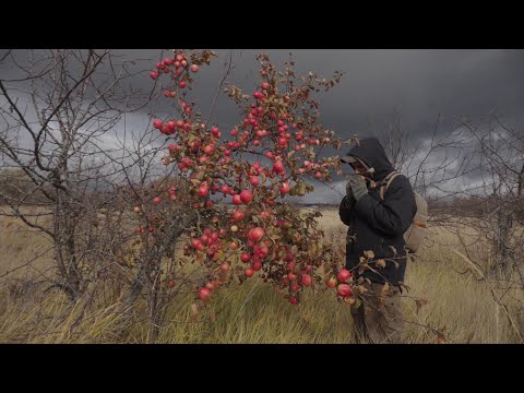 Видео: На луга, за грибами и дикими яблоками, рядовка лиловоногая, позднеосенние грибы