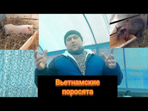 Видео: Подготовка сарая для вьетнамских поросят.Вьетнамские поросята.