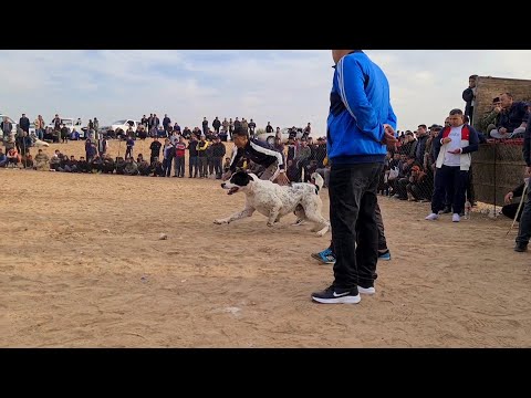 Видео: Теджен Той Турнир район Бабадайхан!