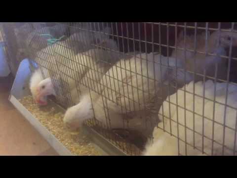 Видео: Бройлер Кобб 700//Вес в 1 месяц//Содержание, кормление