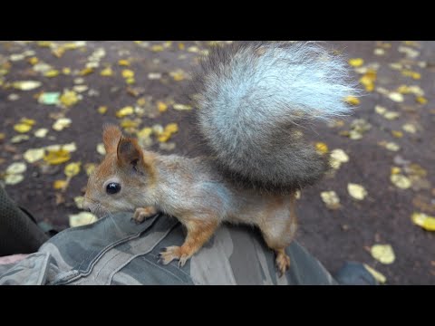 Видео: Немного о белках. Зарисовка / A little bit about squirrels. The sketch