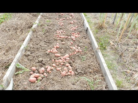 Видео: Картофель под соломой от посадки до уборки