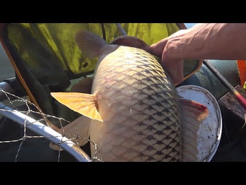 Видео: Здоровый САЗАН - вся лодка в воде!! Рыбалка летом