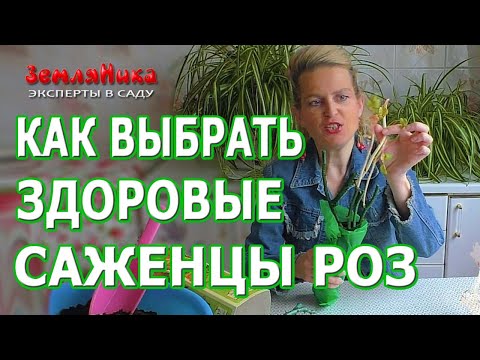 Видео: Как выбирать и хранить саженцы роз. Супер способ хранения саженцев роз до посадки.